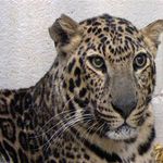 Another leopard  taken from the Muskingum County Animal Farm